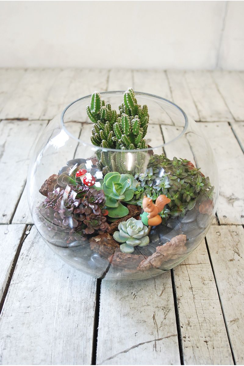 療癒款多肉玻璃圓缸造景Succulents in Fishbowl